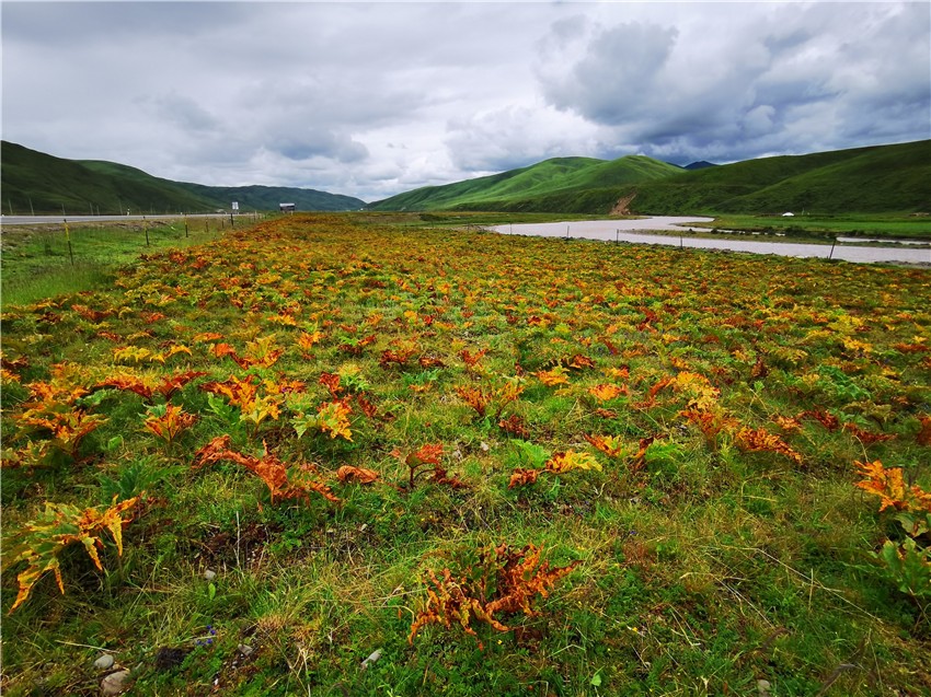 長(zhǎng)勢(shì)喜人.jpg 長(zhǎng)勢(shì)喜人.jpg