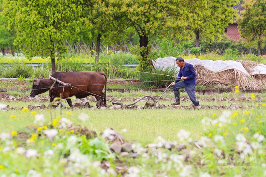 清明將至，各地農(nóng)事忙