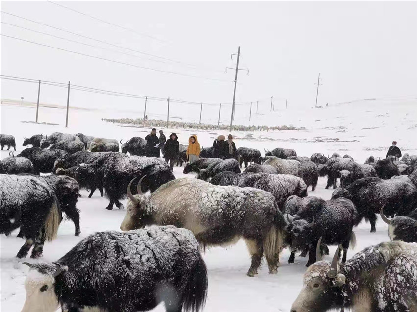 地處“云端之上”生命禁區(qū)“的農(nóng)行石渠支行80后青年益西多吉說”今年疫情流行，大伙冒雪下鄉(xiāng)送金融服務，新年首日就為農(nóng)戶發(fā)放了3000多萬元，點亮百姓牦牛致富夢，疫情終將過去，筑夢春天，我們協(xié)力點燃牧民發(fā)展信心“.jpg
