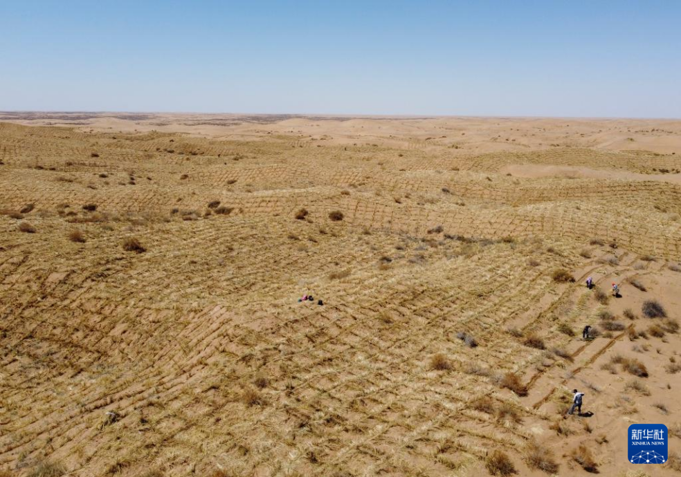 2024年4月10日，群眾在古浪縣八步沙林場(chǎng)麻黃塘沙區(qū)用草方格壓沙。新華社發(fā)（無(wú)人機(jī)照片）